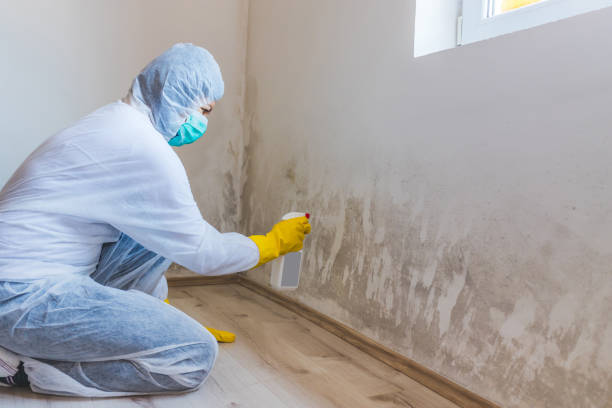 Licensed Mold Removal service in Windsor, VA - WQB Mold Removal